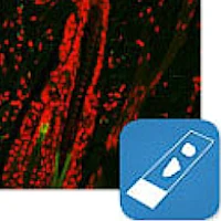 Immunolabeling