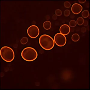 Acridine Orange
